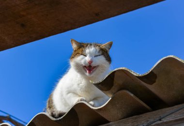Beyaz-gri kedi mavi gökyüzüne karşı miyavlıyor.