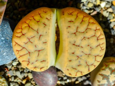 Mesembs (Lithops gracilidelineata) South African plant from Namibia in the botanical collection of supersucculent plants