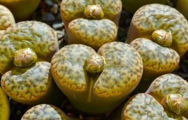 Mesembs (Lithops bromfieldii v. glaudinae) Namibya 'dan Güney Afrika bitkisi
