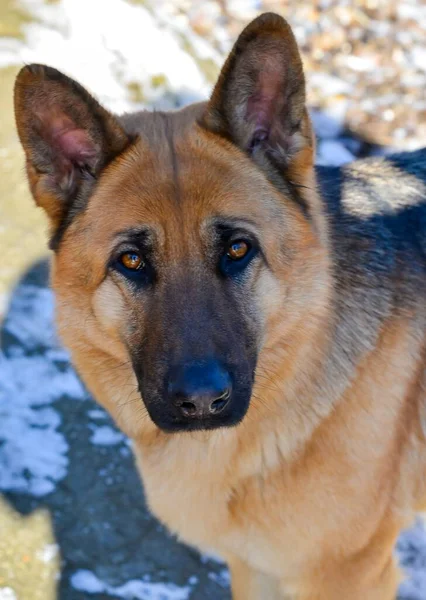 Portrait of an East European Shepherd dog, female dog looks at the owner