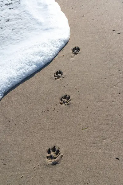 Dog footprints on the sandy seashore, washed away by a white wave on the Black Sea beach