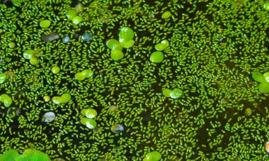 Sudaki en küçük çiçekli bitki (Wolffia arrhiza) ve ördek yosunu (Lemna turionifera). 