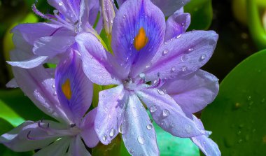 Su sümbülleri (Eichhornia azurea), beş yapraklı asimetrik çiçek, bir su istilası bitkisinin mor infloresanları.