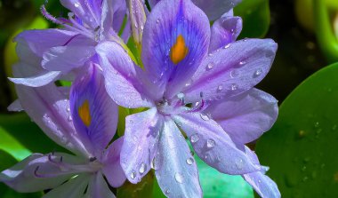 Water hyacinths (Eichhornia azurea), purple inflorescences of an aquatic invasive plant, five-petaled asymmetrical flowers clipart