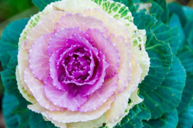 Süslü lahana, Brassica oleracea acephala botanik bahçesinde, Odessa