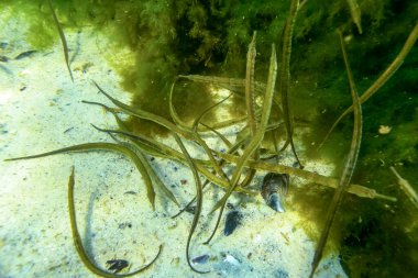 Black-striped pipefish (Syngnathus abaster), fish of the Black Sea