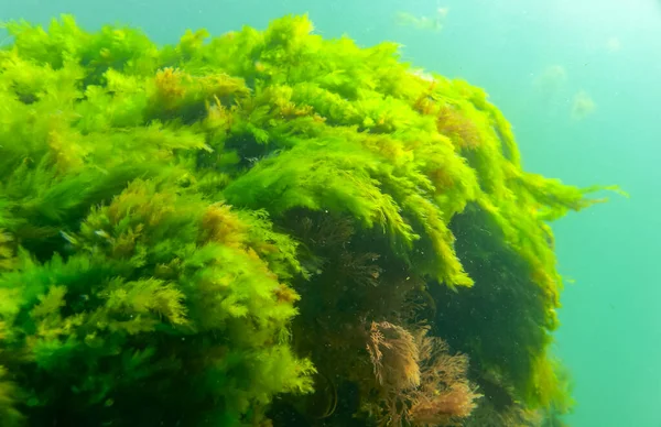 Green and red algae on underwater rocks (Enteromorpha, Ulva, Ceramium, Polisiphonia), Black Sea