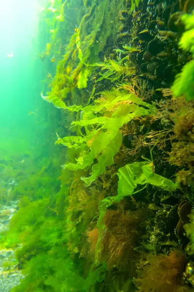 Green and red algae on underwater rocks (Enteromorpha, Ulva, Ceramium, Polisiphonia), Black Sea
