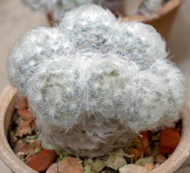 Mammillaria plumosa - Odessa 'da bir botanik bahçesinde beyaz tüylü kaktüs