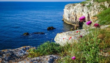 Bulgaristan 'ın Karadeniz kıyısındaki Tyulenovo köyü yakınlarındaki kıyı kayalıklarında kırmızı gelincikler çiçek açtı