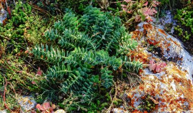 Myrtle Spurge - Euphorbia myrsinites, Bulgaristan 'ın Tyulenovo kasabası yakınlarındaki Karadeniz' in taş kıyısındaki sulu bitkiler