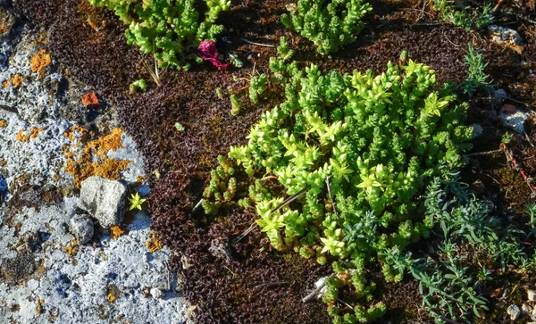 (Sedum dönümü) - Bulgaristan 'ın Tyulenovo köyü yakınlarındaki Karadeniz' in taştan kıyısındaki altın yosunu taşları, sulu bitkiler