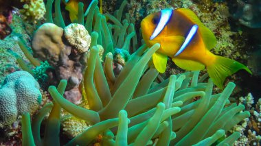 Kızıl Deniz Anemonbalığı (Amphiprion bicinctus). Yeşil deniz şakayığında yüzen evli bir çift balık, simbiyotik bir ilişki. Kızıl Deniz Balığı