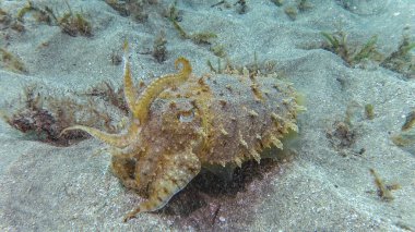 Kapüşonlu koottlefish (Sepia prashadi), mürekkep balığı sığ bir derinlikte kumlu zeminden dalgıçtan kaçar. Kızıl Deniz, Mısır