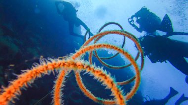 Resif elfi üzerinde sarmal mercan (Cirrhipathes spiralis). Kızıl Deniz, Mısır