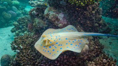 Kızıl Deniz Balığı. (Taeniura lymma) Bluespotted ribbontail ışını, Kızıl Deniz 'deki mercanlar arasında uzanır veya yüzer, Marsa Alam, Mısır