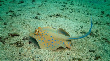 Kızıl Deniz Balığı. (Taeniura lymma) Bluespotted ribbontail ışını, Kızıl Deniz 'deki mercanlar arasında uzanır veya yüzer, Marsa Alam, Mısır