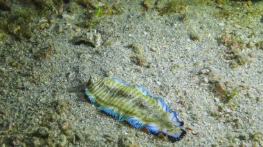 Mavi kenarlı taban (Soleichthys heterorhinos), mercan resifi, Kızıldeniz, Marsa Alam, Mısır yakınlarındaki kumun dibinde geceleri balık avlar.