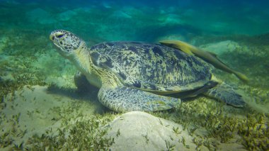 Yeşil deniz kaplumbağası (Chelonia mydas) deniz tabanında deniz yosunu yiyor, Kızıl Deniz