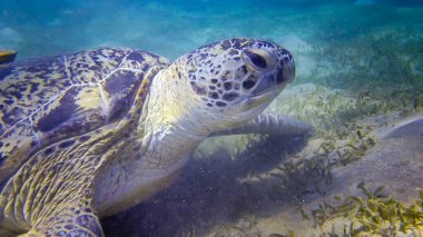 Yeşil deniz kaplumbağası (Chelonia mydas) deniz tabanında deniz yosunu yiyor, Kızıl Deniz