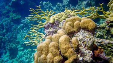 Kızıldeniz 'deki bir resifteki tropikal balıklarla mercan biyosenozunun sualtı manzarası