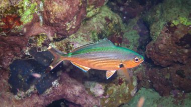 Caesio suevica - tropikal balıklar geceleri resifin yakınında uyurlar. Kızıl Deniz, Marsa Alam, Mısır