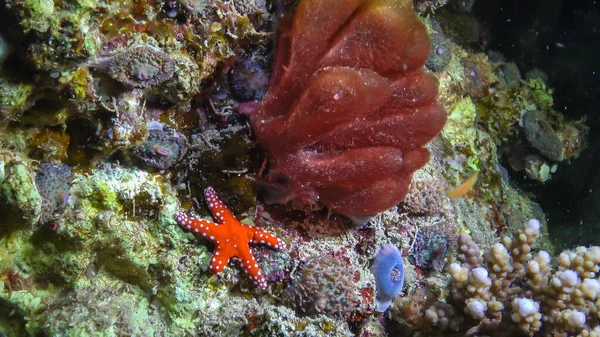 Underwater view, red starfish at night on a coral reef, Red Sea