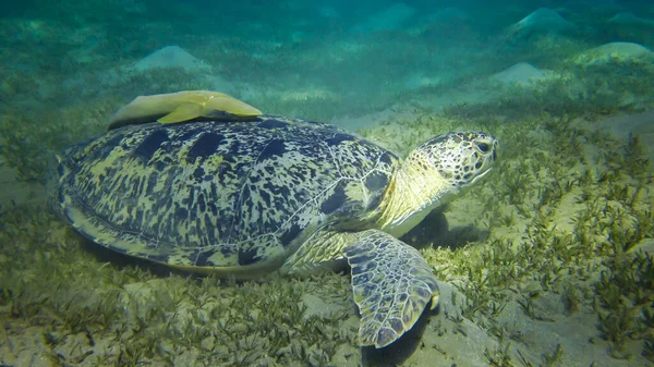 Hawksbill sea turtle (Eretmochelys imbricata) or Green sea turtle (Chelonia mydas) eating seaweed on the seabed, Red Sea, Egypt