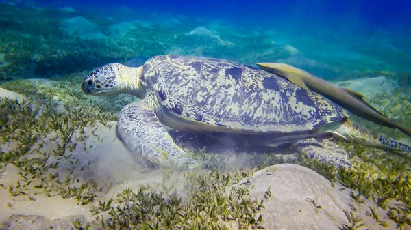 Hawksbill sea turtle (Eretmochelys imbricata) or Green sea turtle (Chelonia mydas) eating seaweed on the seabed, Red Sea, Egypt