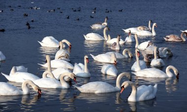 Dilsiz kuğu (Cygnus olor), bir grup yetişkin beyaz kuğu baharda denizde yüzer.