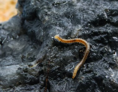 Blaniulus guttulatus (Blaniulidae), Ukrayna 'nın Odessa yeraltı mezarlıklarından ince bir kırkayak.