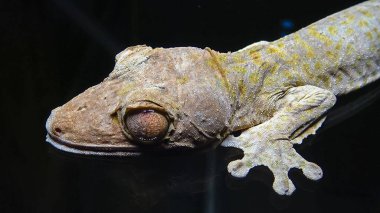 Henkel 'in yaprak kuyruklu kertenkelesi (Uroplatus henkeli), ağaç dalında kamuflaj rengi olan kertenkele.