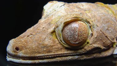 Henkel 'in yaprak kuyruklu kertenkelesi (Uroplatus henkeli), ağaç dalında kamuflaj rengi olan kertenkele.