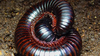 Dev Afrika kırkayağı (Archispirostreptus gigas), en büyük kırkayaklardan biridir.