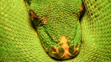Morelia viridis, yaygın olarak bilinen yeşil ağaç python