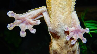 Henkel 'in yaprak kuyruklu kertenkelesi (Uroplatus henkeli), ağaç dalında kamuflaj rengi olan kertenkele.