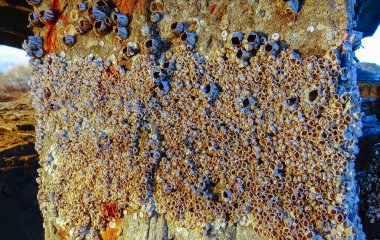Midye kabukları Balanus sp. Ukrayna 'nın Tiligul kıyısındaki bir köprünün beton yığınları üzerinde.