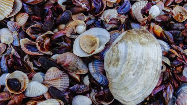 Mya arenaria, Monodacna sp., Mytilaster lineatus kıyılarında fırtına boşaltımlı deniz bivalfleri kabukları. Tiligul liman