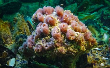 Karadeniz, Odessa Körfezi 'ndeki resiflerde pembe deniz Halichondria' yı (Spongia) süngerler.