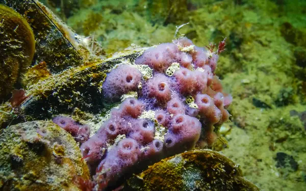 Pink sea sponges Halichondria (Spongia) on the reefs in the Black Sea, Odessa Bay