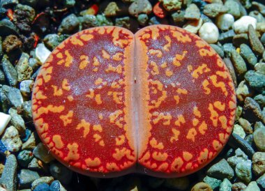 Mesembs (Lithops lesliei) South African plant from Namibia in the botanical collection of supersucculent plants