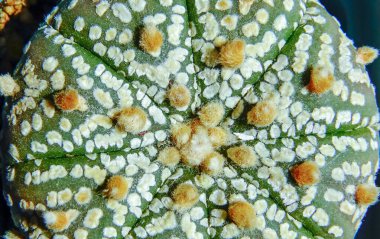 Kaktüs Astrofittum asterias. Yuvarlak bir kaktüse yakın çekim. Koleksiyondan dikenli iğneler olmadan.