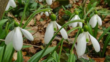 Galanthus elwesii (Elwes 's, more snowdrop) doğada, Ukrayna' nın kırmızı kitabı.