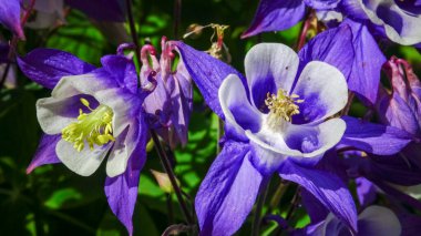 Avrupa kolumbini, yaygın kolumbin (Aquilegia vulgaris) - bahçede açan bir bitkinin sıra dışı beyaz ve mor çiçekleri