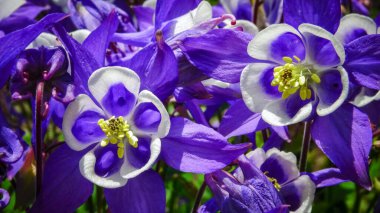 Avrupa kolumbini, yaygın kolumbin (Aquilegia vulgaris) - bahçede açan bir bitkinin sıra dışı beyaz ve mor çiçekleri
