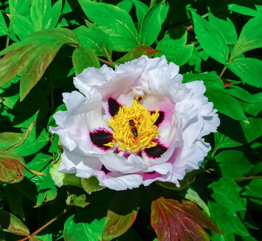 Bal arısı, büyük bir şakayık çiçeğinin üzerinde polen ve nektar toplar.