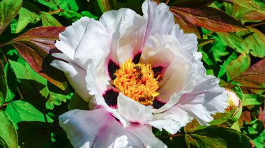 Bal arısı, büyük bir şakayık çiçeğinin üzerinde polen ve nektar toplar.