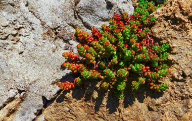 Sulu bitki - Sedum rubrotinctum, bahçede sulu yapraklarla güneşte kızaran bitki