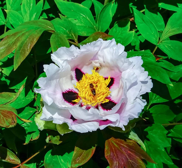 Bal arısı, büyük bir şakayık çiçeğinin üzerinde polen ve nektar toplar.