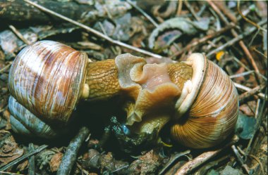 Burgonya salyangozu, Roma salyangozu (Helix pomatia), yazın bahçede yumuşakçalar çiftleşir.